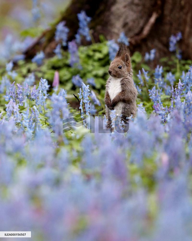 Hokkaido squirrel in Japan