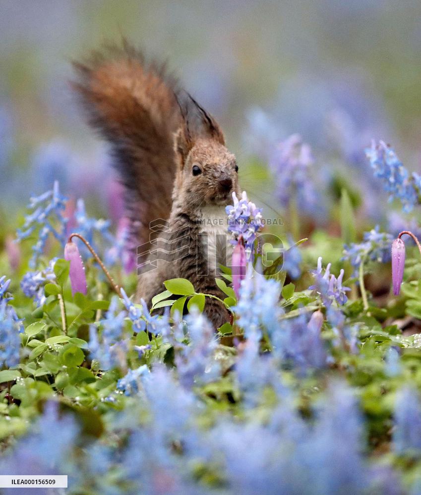 Hokkaido squirrel in Japan