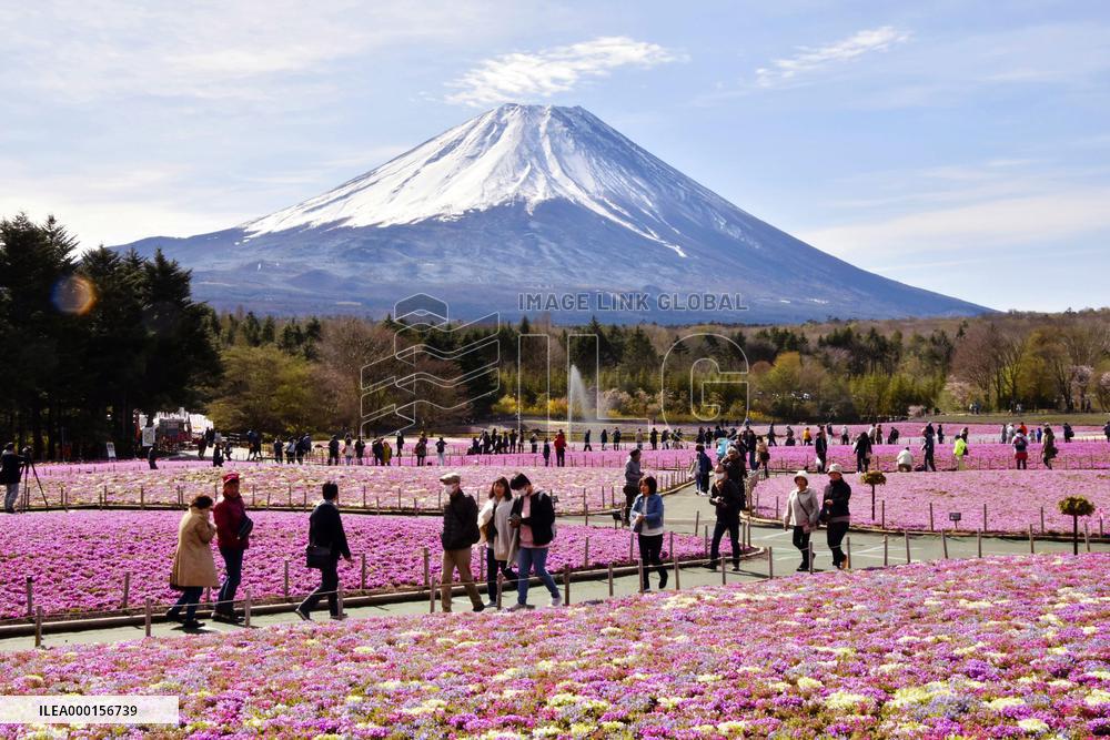 Moss pink flowers near Mt. Fuji