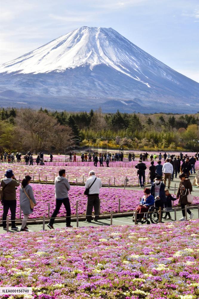 Moss pink flowers near Mt. Fuji