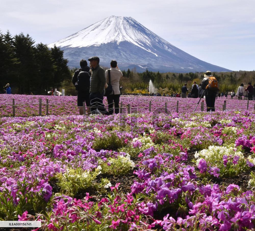 Moss pink flowers near Mt. Fuji