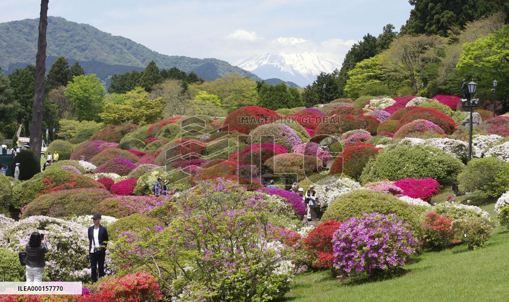 Azaleas in full bloom in Hakone