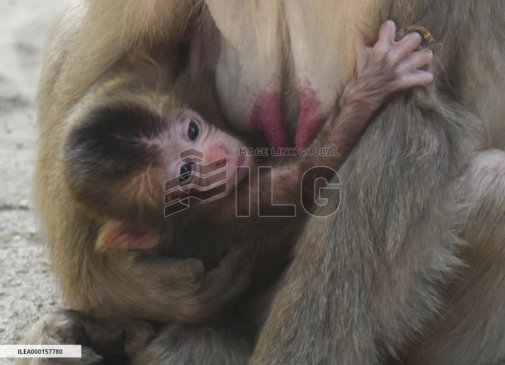 Baby monkey named Reiwa