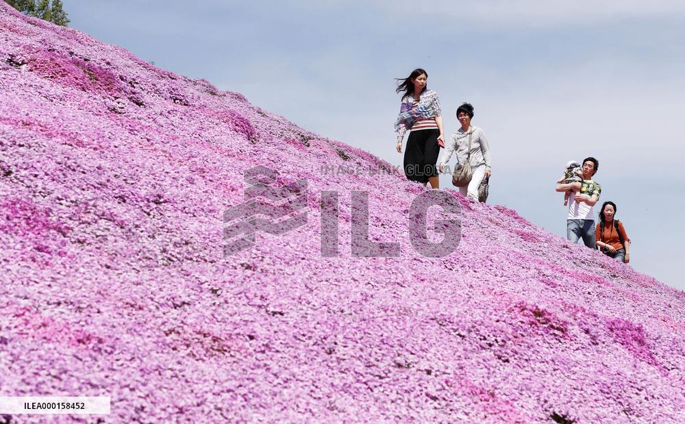 Moss flowers at Hokkaido park