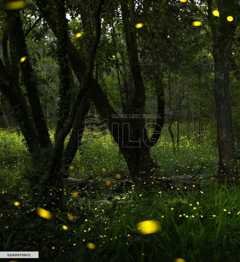 Fireflies in Osaka