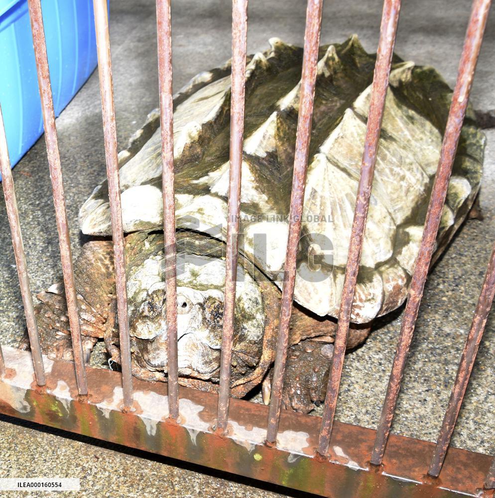 Alligator snapping turtle