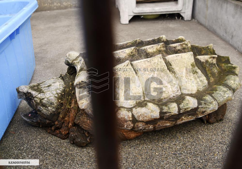 Alligator snapping turtle