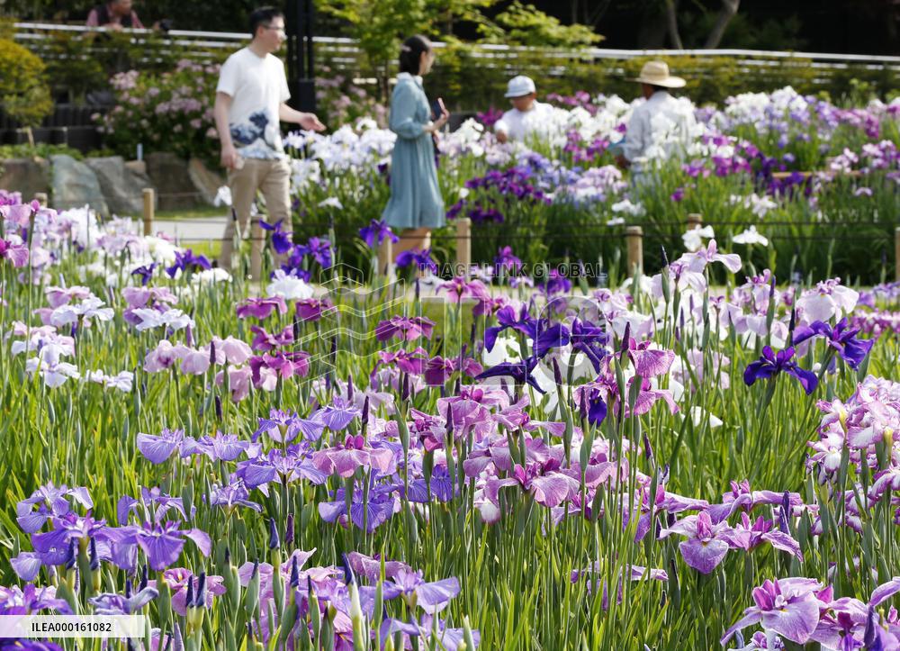 Iris flowers in full bloom in Tokyo