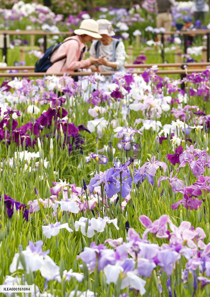 Iris flowers in full bloom in Tokyo
