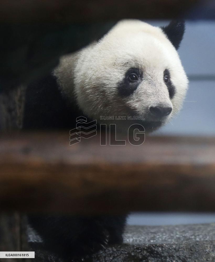 Giant panda Xiang Xiang at Tokyo zoo