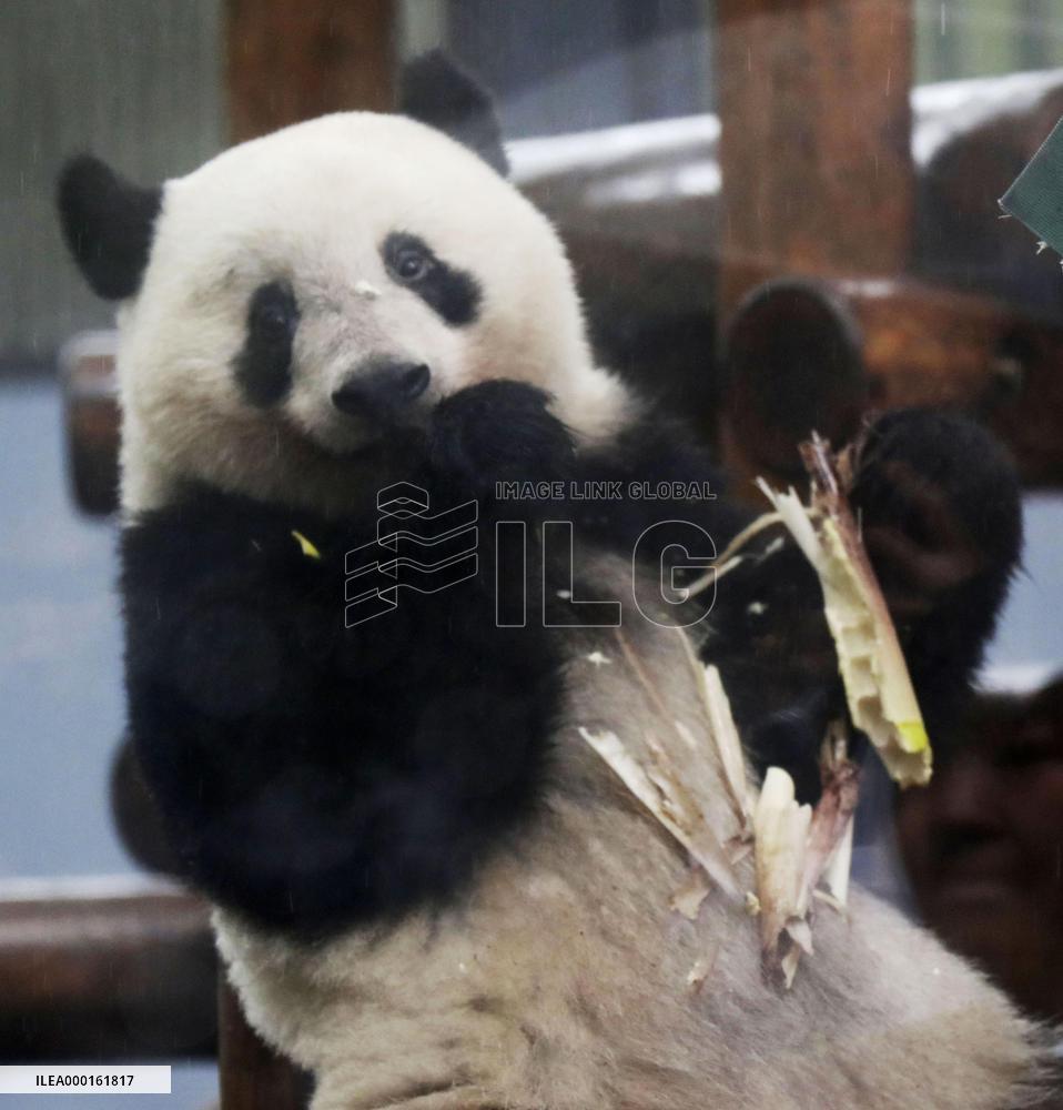 Giant panda Xiang Xiang at Tokyo zoo