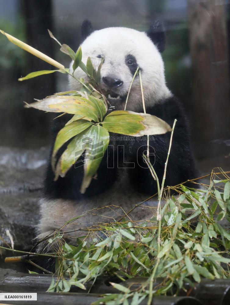 Giant panda Xiang Xiang at Tokyo zoo