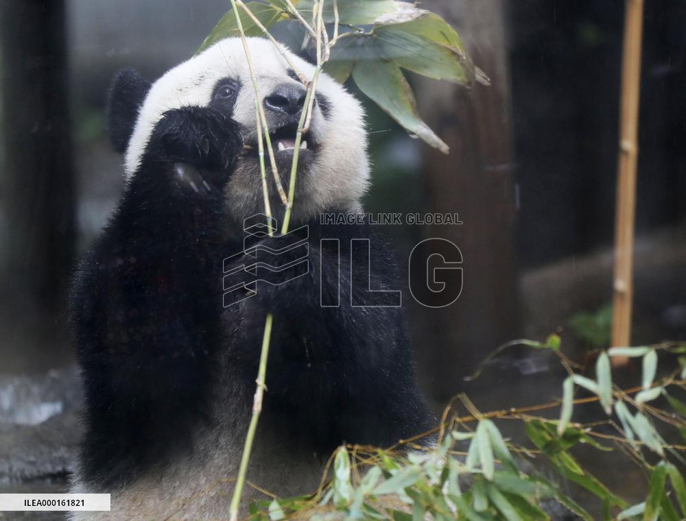 Giant panda Xiang Xiang at Tokyo zoo