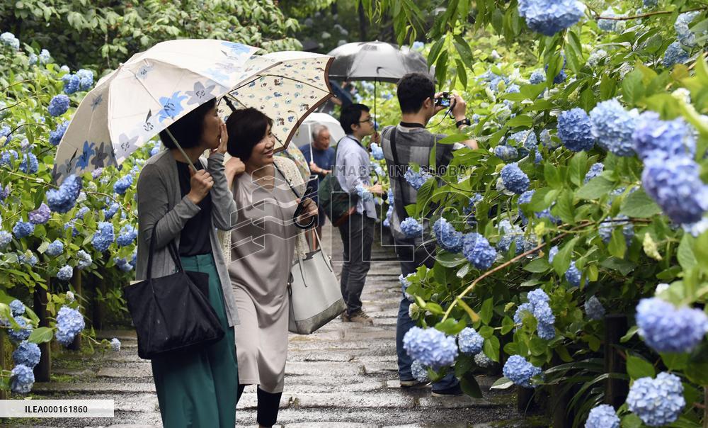 Hydrangeas at Kamakura temple