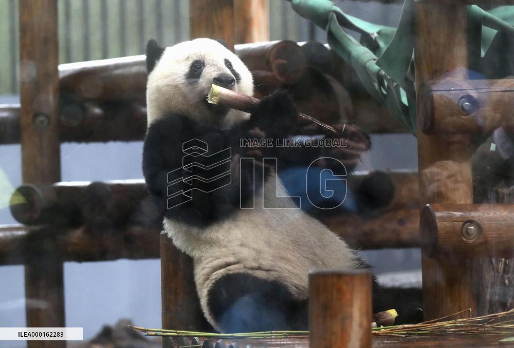 Giant panda Xiang Xiang at Tokyo zoo