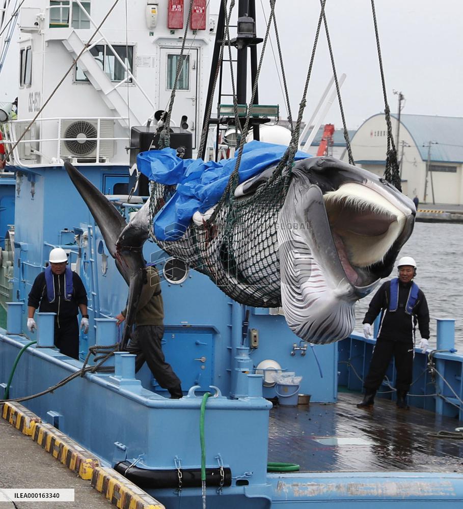 Japan resumes commercial whaling