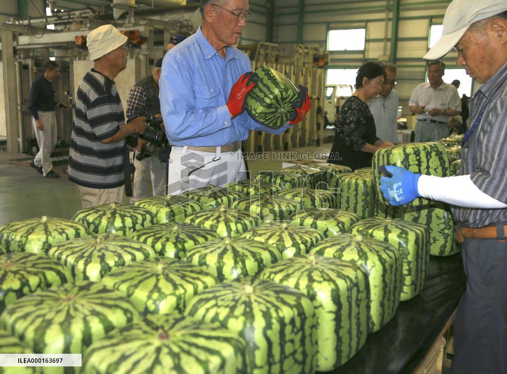 Cube-shaped watermelon in western Japan