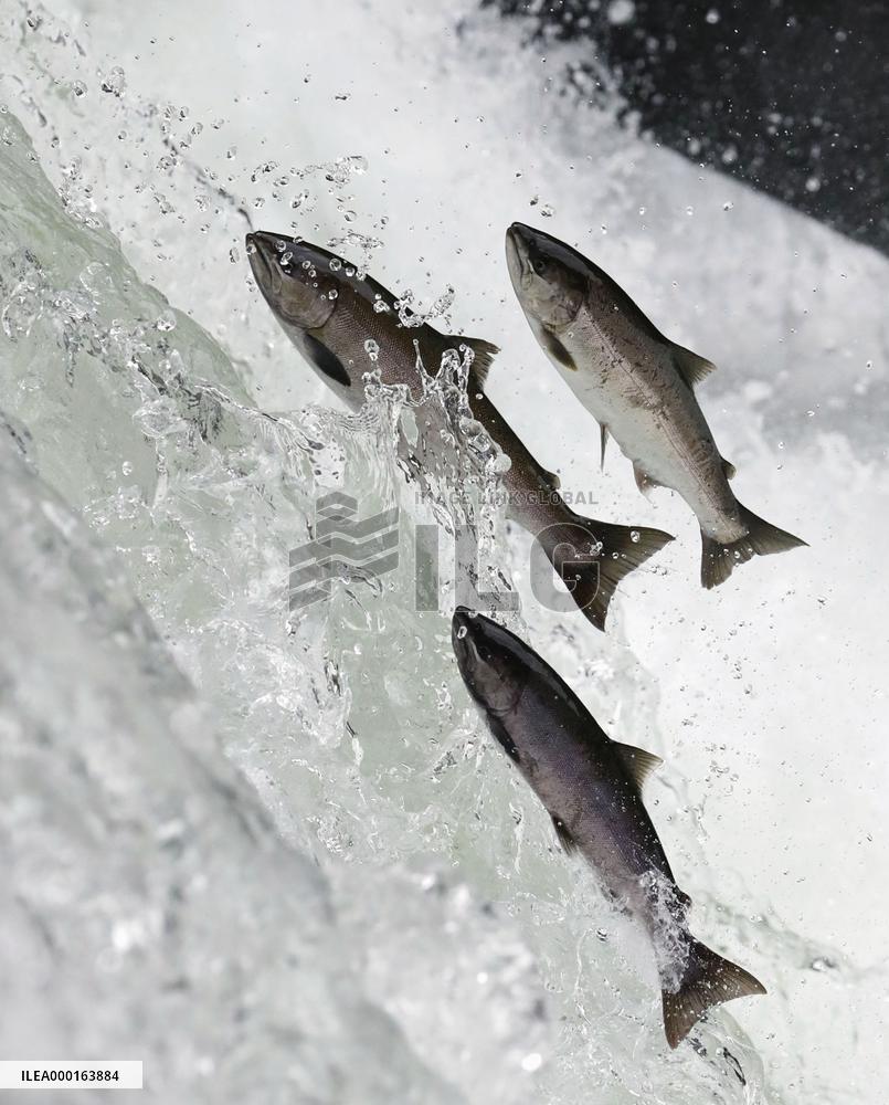 Salmon jump up waterfall