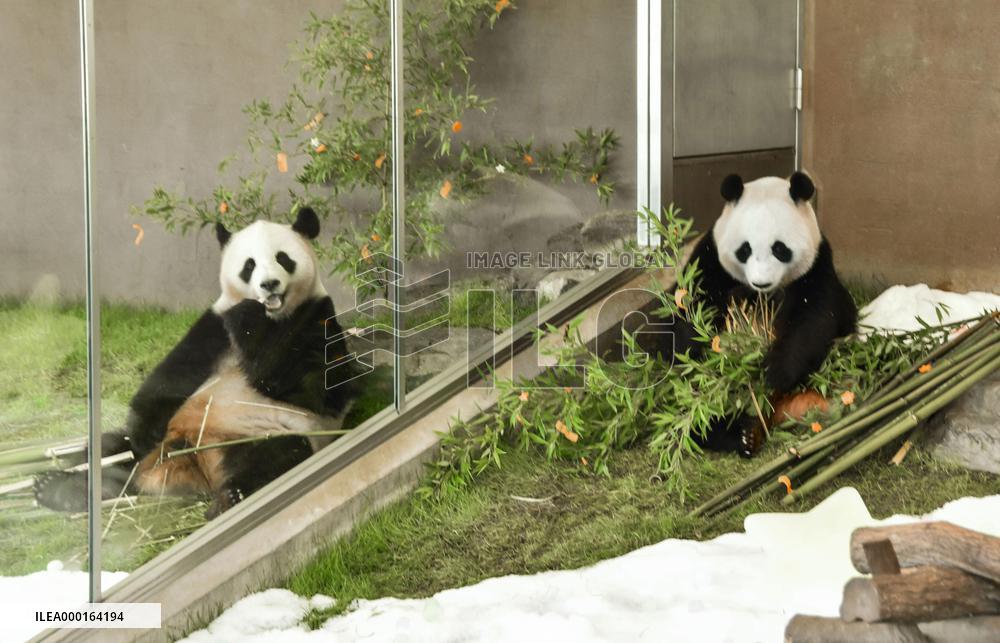 Giant pandas at western Japan zoo