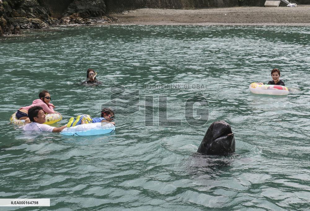 Swimming with whales event in Japan
