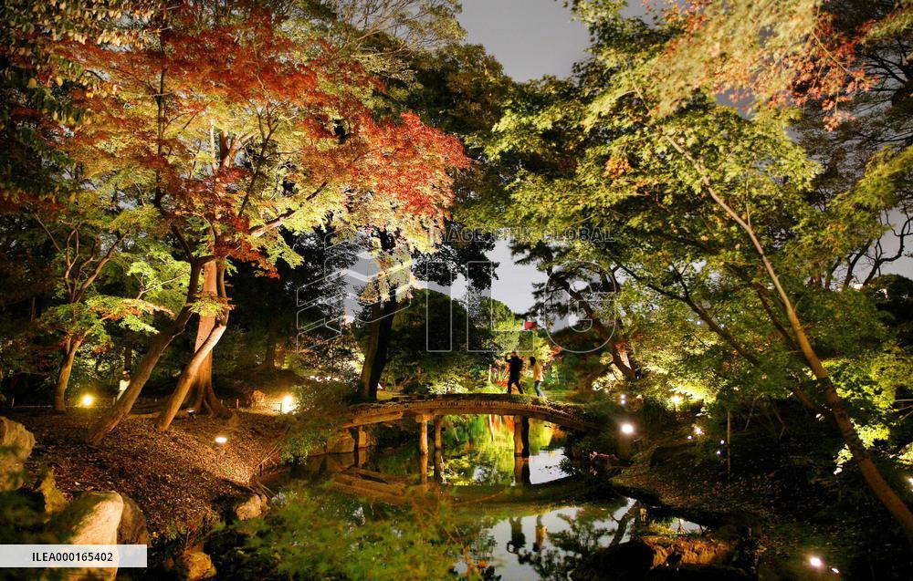 Autumn illumination at garden in Tokyo
