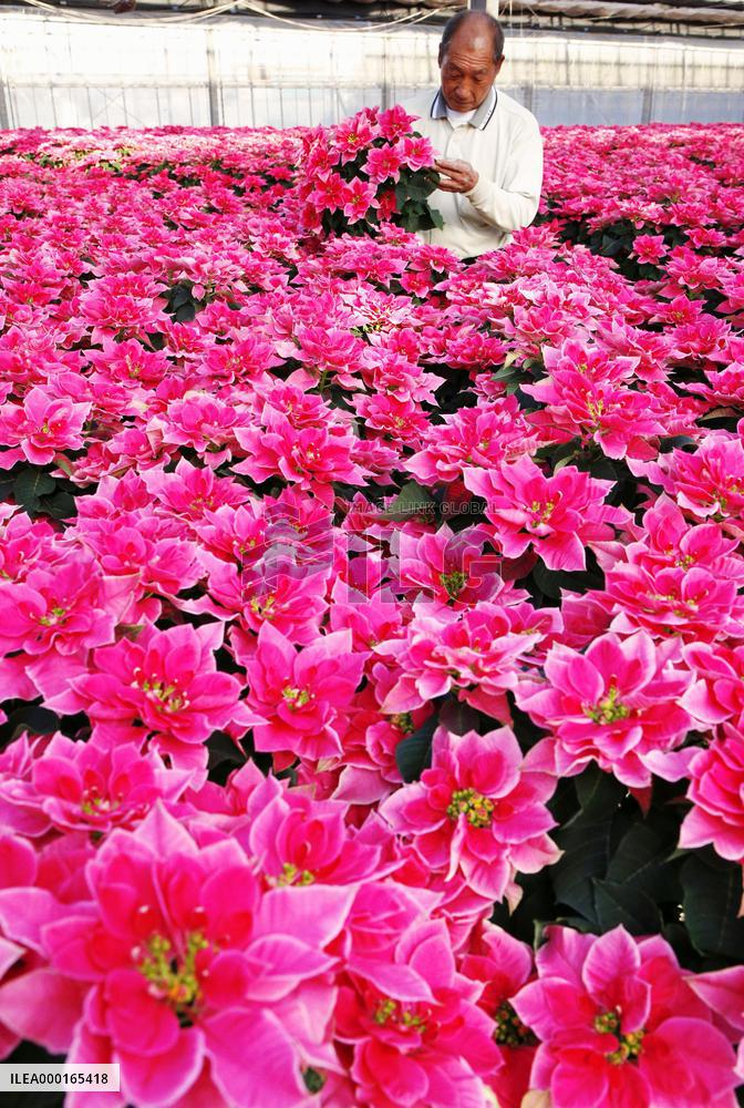 Poinsettia ready for shipment