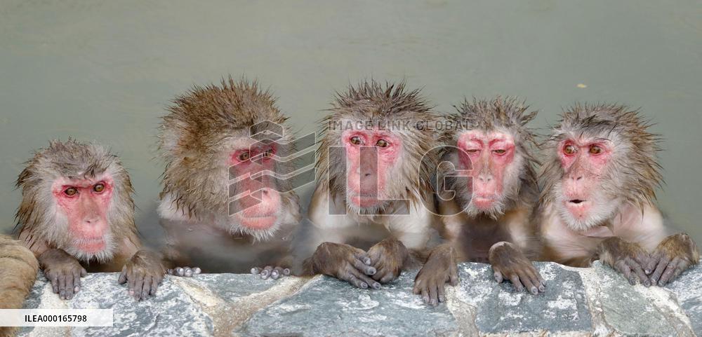 Bath time for monkeys in Hokkaido