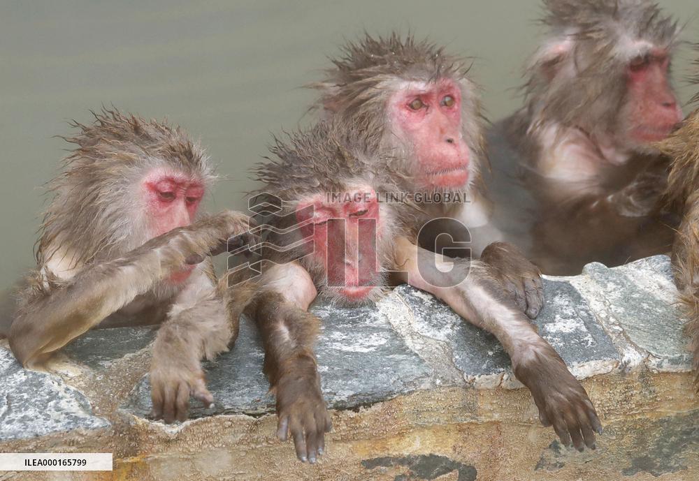 Bath time for monkeys in Hokkaido