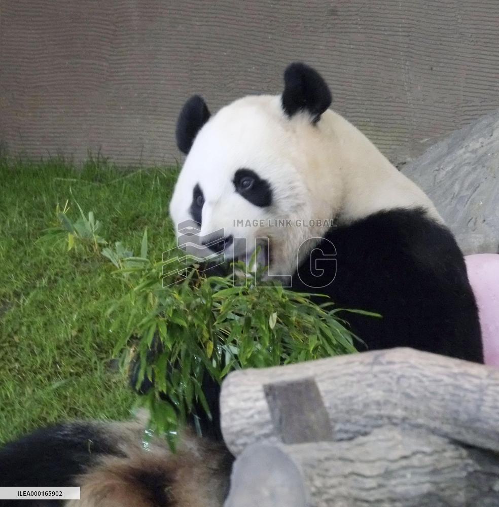 Twin giant pandas turn 5 years old at Japan zoo