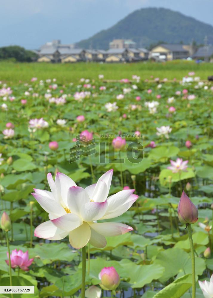 Lotus flowers in full bloom