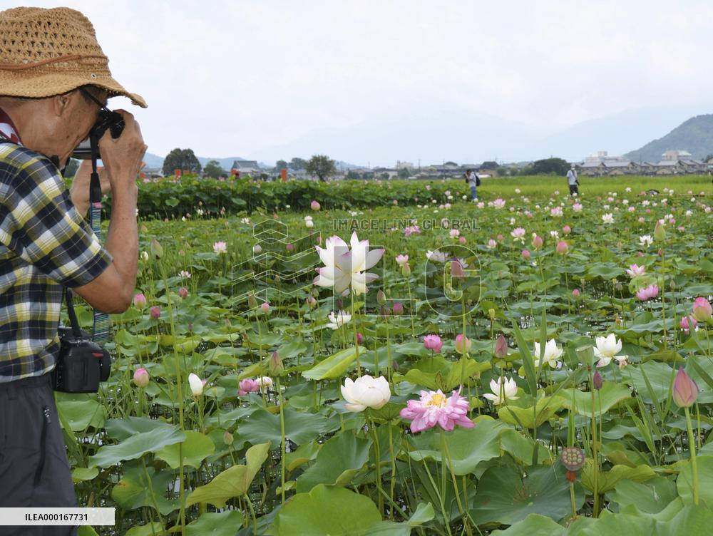 Lotus flowers in full bloom
