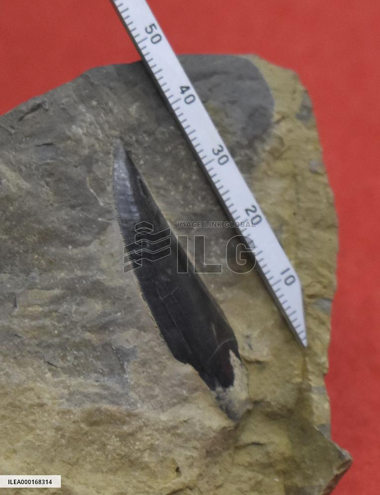 Fossil tooth of carnivorous dinosaur found in Japan