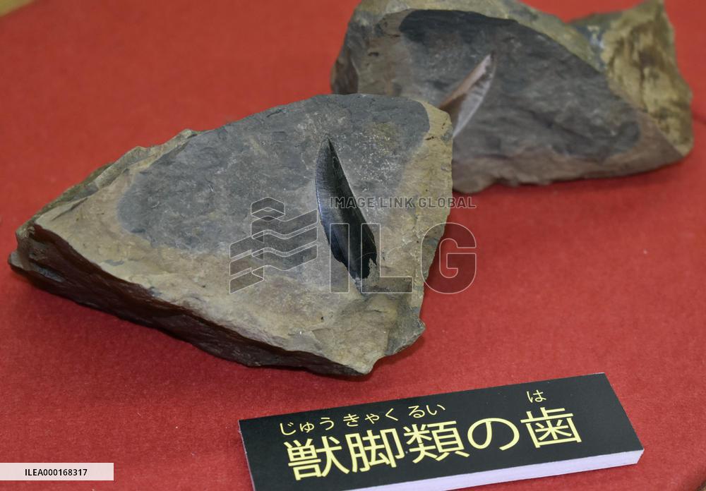 Fossil tooth of carnivorous dinosaur found in Japan