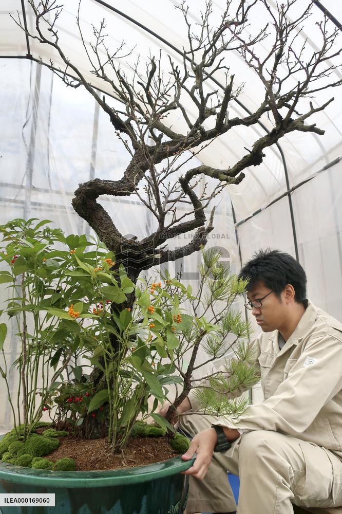 New Year preparations at Imperial Palace