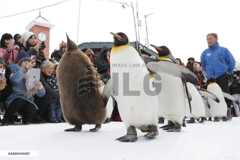 Parade of penguins at Asahiyama Zoo in Hokkaido