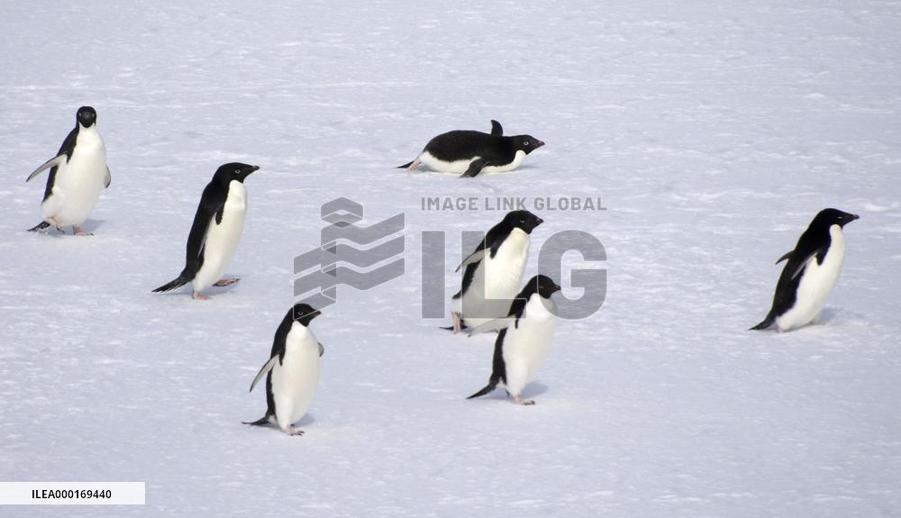 Penguins in Antarctica