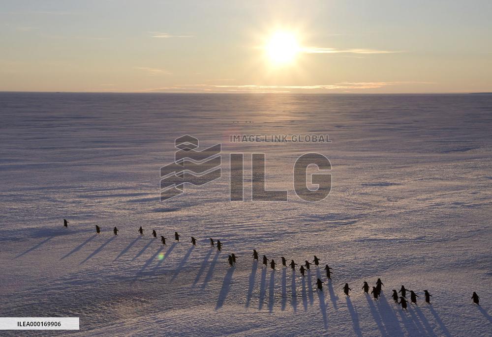 Penguins in Antarctica