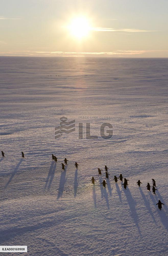 Penguins in Antarctica