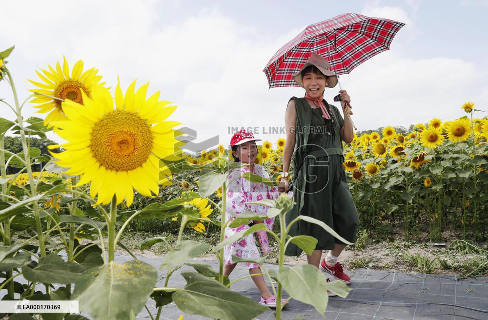 Sunflower fields in Japan