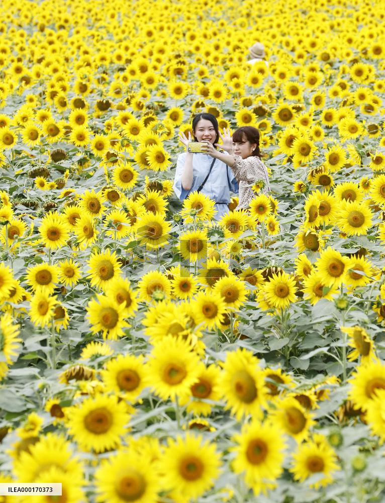Sunflower fields in Japan