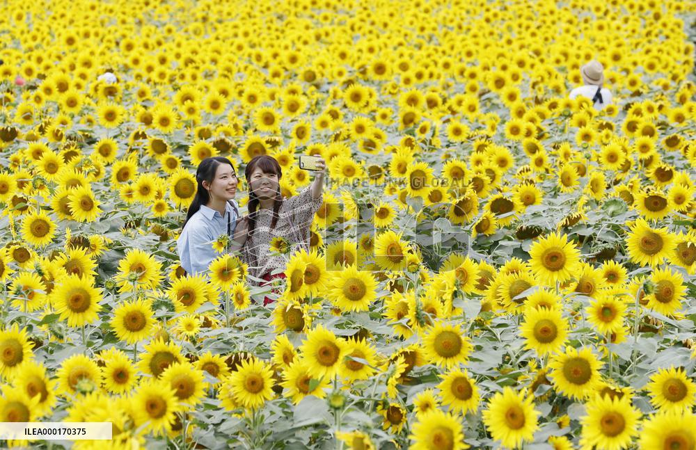 Sunflower fields in Japan