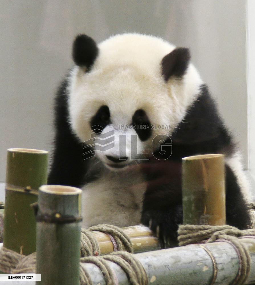 Panda in Japan