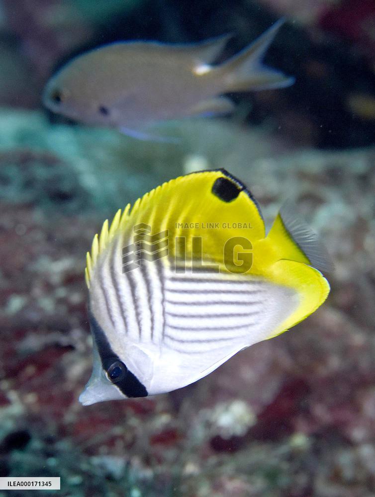 Ocean life off central Japan