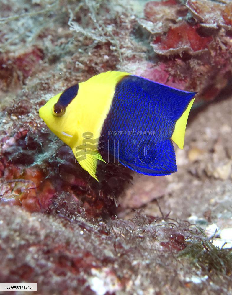 Ocean life off central Japan