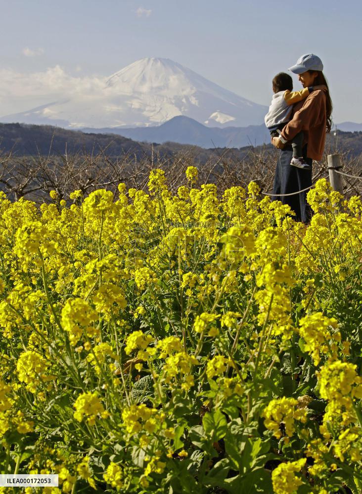 Rape flowers in eastern Japan
