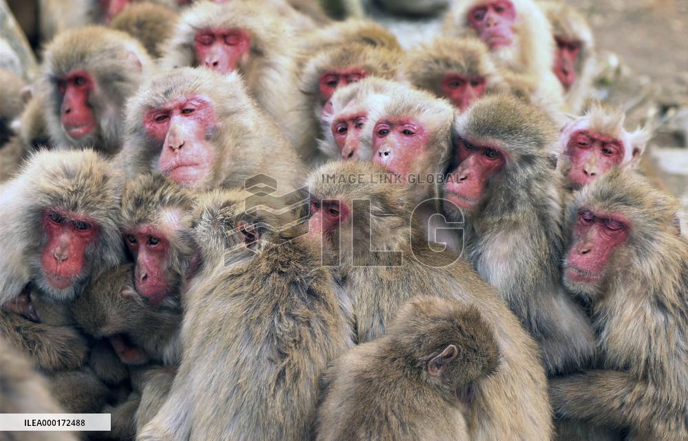 Japanese monkeys in winter
