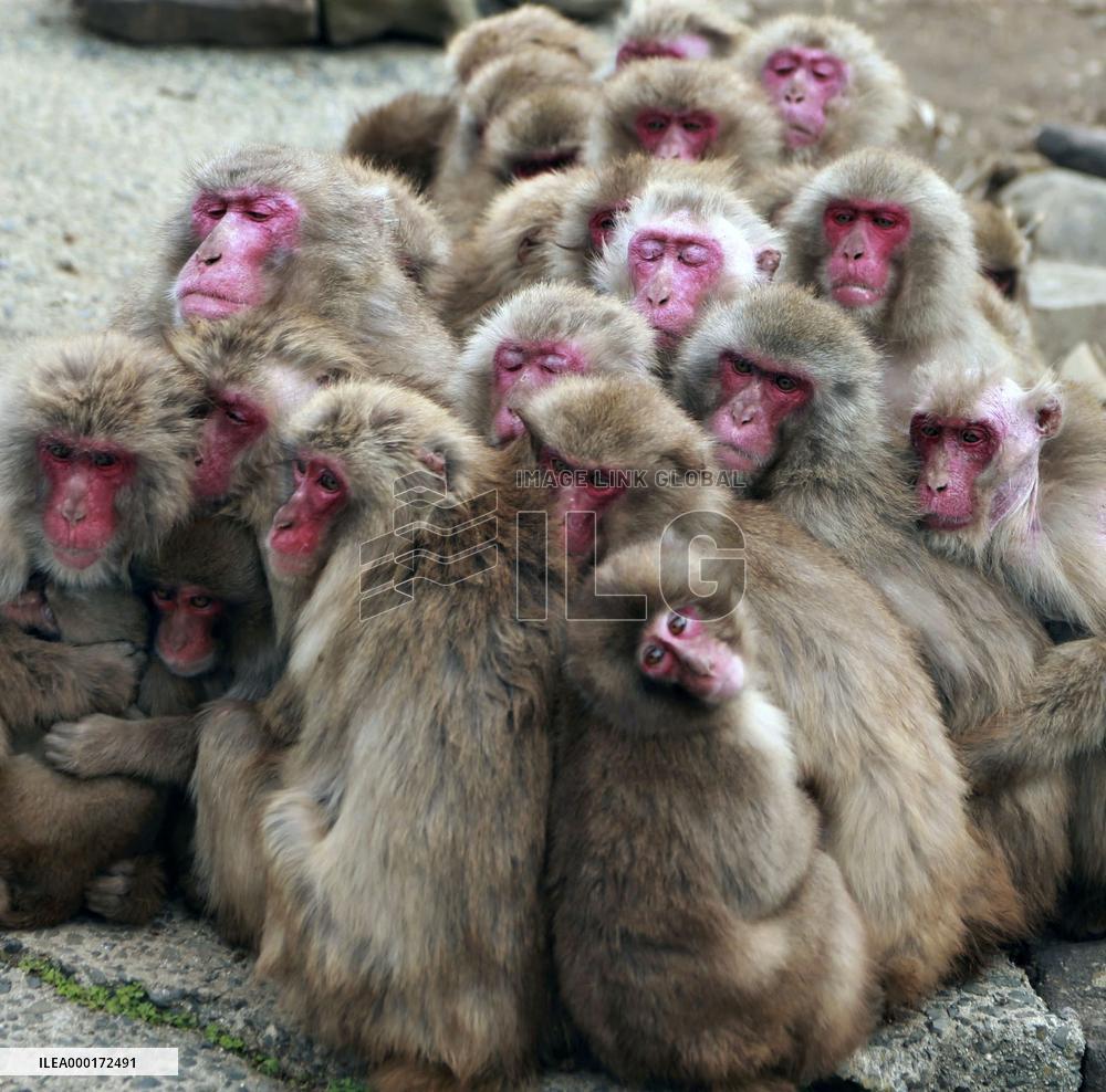Japanese monkeys in winter