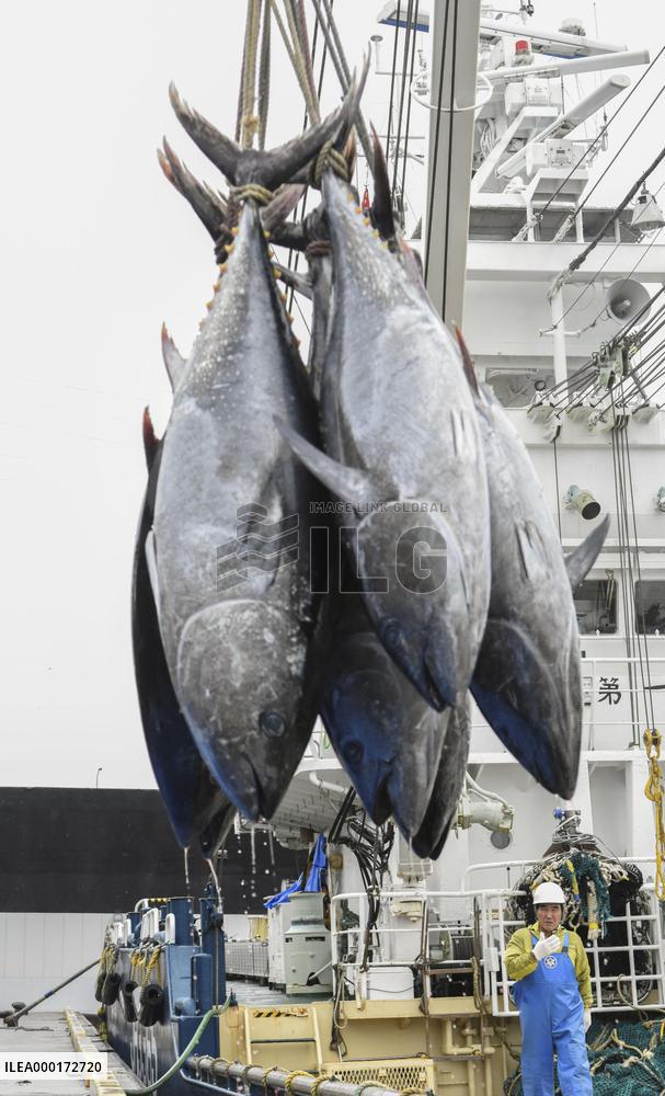 Bluefin tunas at port in western Japan