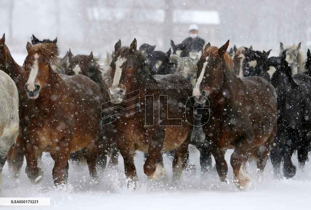 Horses run in snow in northern Japan