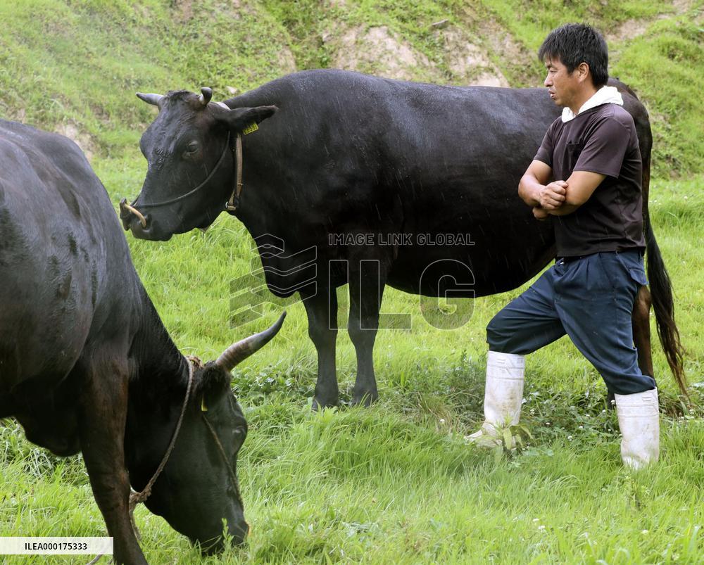 Wagyu cattle in western Japan